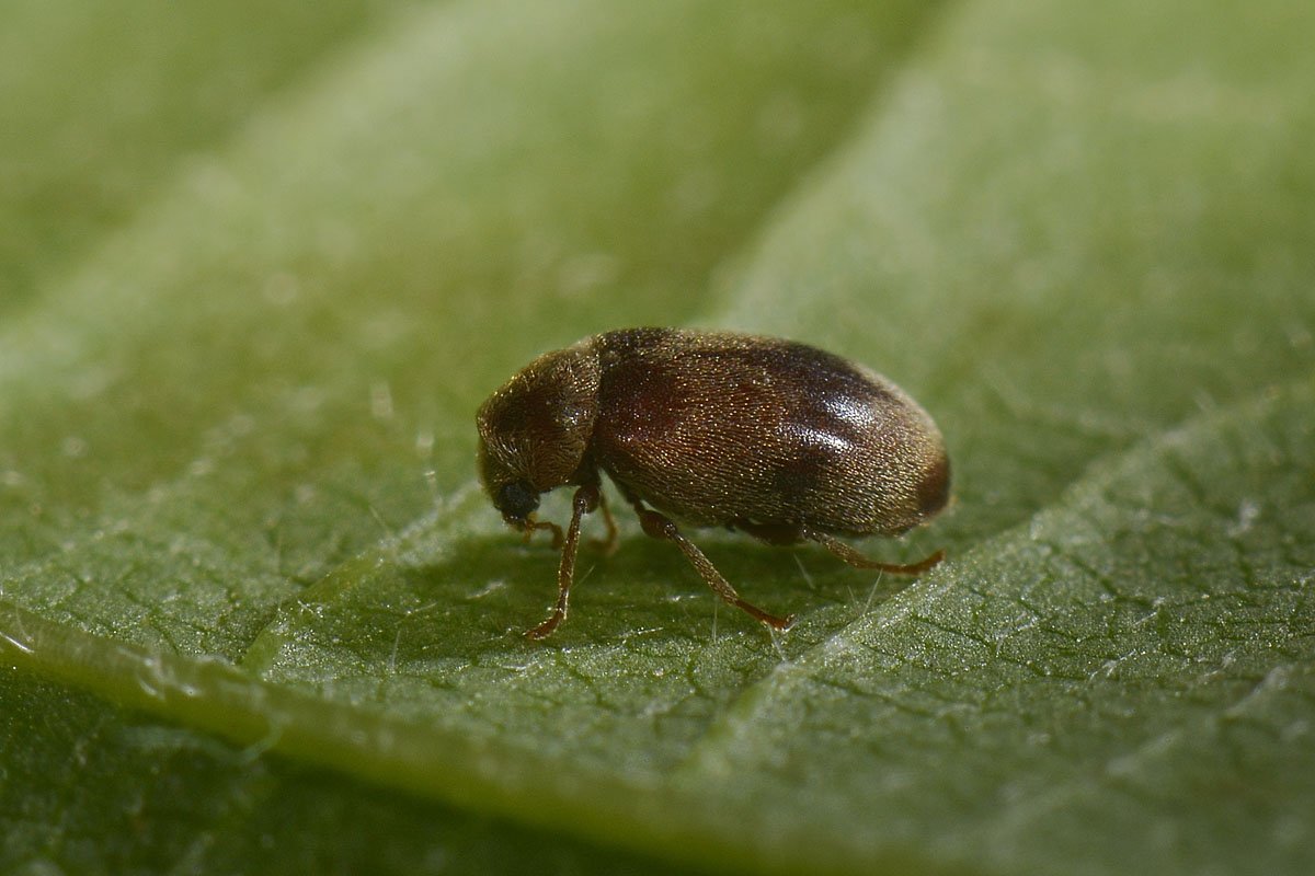 Ochina ptinoides (Anobiidae)